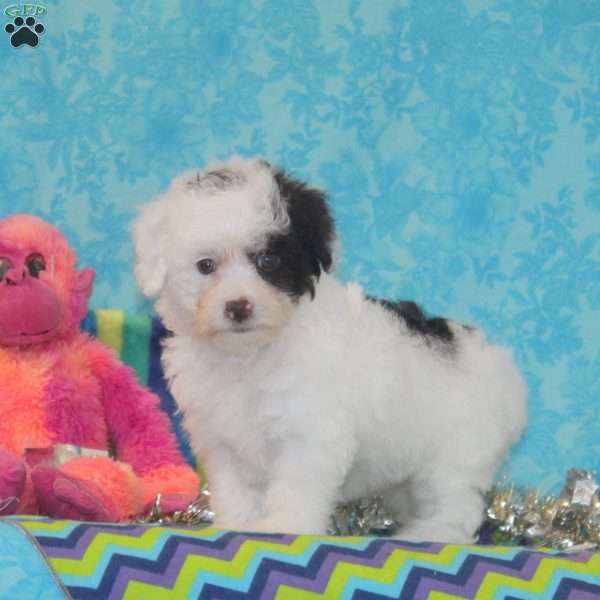 Violet, Toy Poodle Puppy